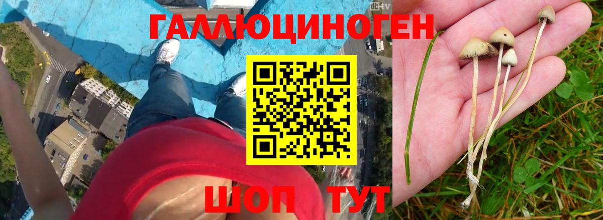 Псилоцибиновые грибы мицелий Киселёвск